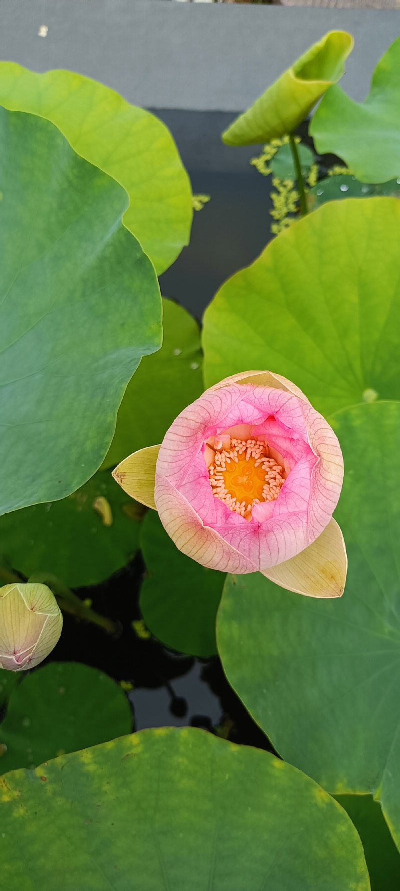 《万绿丛中一点红》 摄影：张丹丹