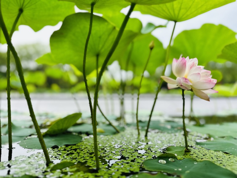 《静》  摄影：宋婷婷